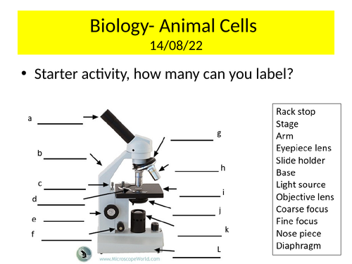 KS3 Biology Cells topic lessons | Teaching Resources