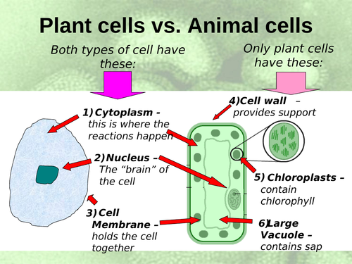 Plant Cell Structure | Teaching Resources