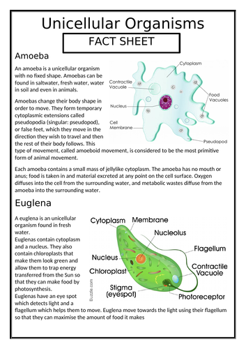 Unicellular Organisms | Teaching Resources