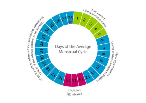 Menstrual Cycle | Teaching Resources