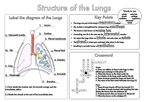 Gas Exchange and Lung Anatomy | Teaching Resources