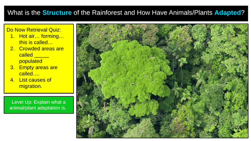 Brazil Rainforest