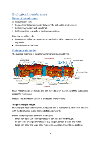 docx, 645.62 KB