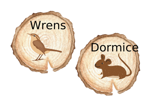 woodland-animal-group-names-teaching-resources