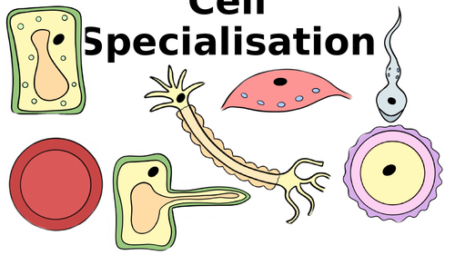 Cell Specialisation