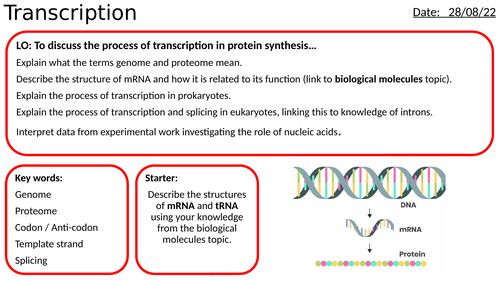 AS/A2-Level AQA Biology Protein Synthesis - Transcription Full Lesson
