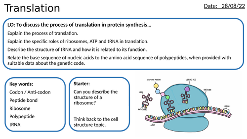 AS/A2-Level AQA Biology Protein Synthesis - Translation Full Lesson