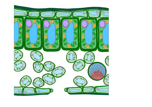 Plant Biology & Photosynthesis Science Display Board Resources Diagrams ...