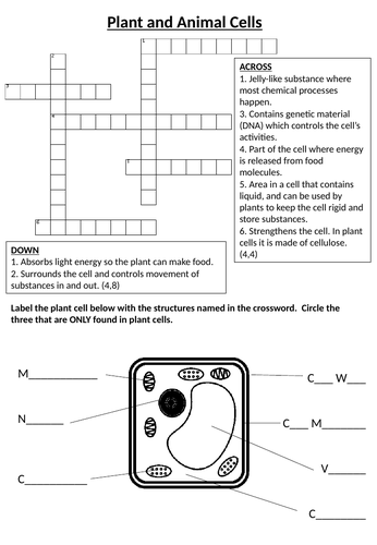 Animal and Plant Cells Worksheet