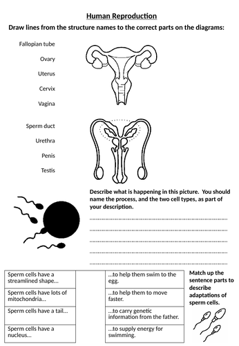 Human Reproduction Worksheet