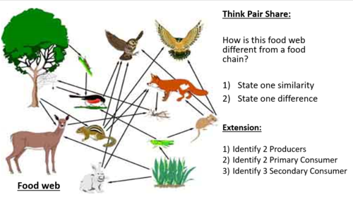 Energy Transfer and Food Chain - KS4 Biology Diagrams