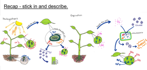 Energy Transfer and Food Chain - KS4 Biology Diagrams