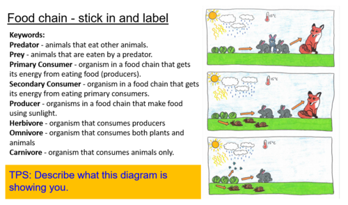 Energy Transfer and Food Chain - KS4 Biology Diagrams