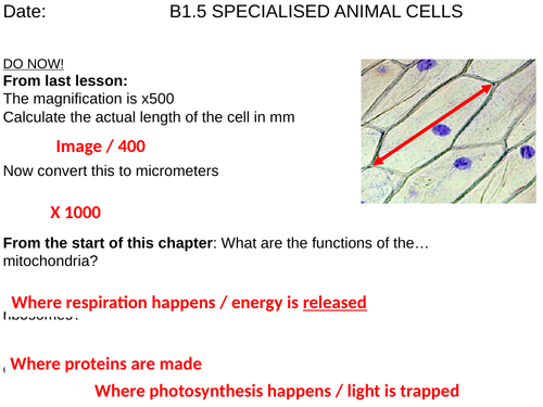 SPECIALISED PLANT AND ANIMAL CELLS | Teaching Resources