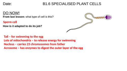 SPECIALISED PLANT AND ANIMAL CELLS | Teaching Resources