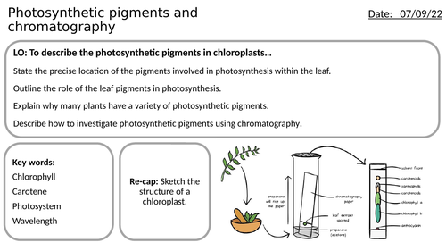 chromatography of photosynthetic pigments