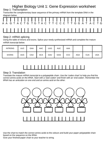 Higher Biology Gene Expression worksheet Teaching Resources
