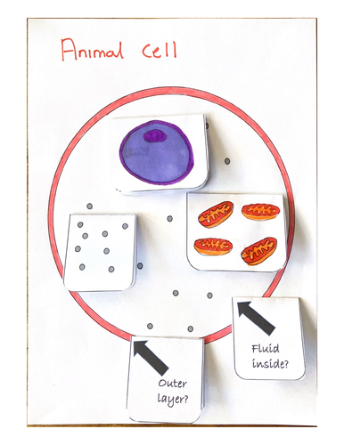 Animal cell model (KS3/4) | Teaching Resources