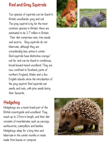 British Woodland Information Text Example and Checklist KS2 | Teaching ...