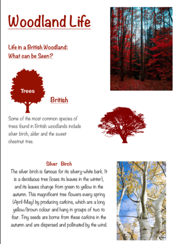 British Woodland Information Text Example and Checklist KS2 | Teaching ...