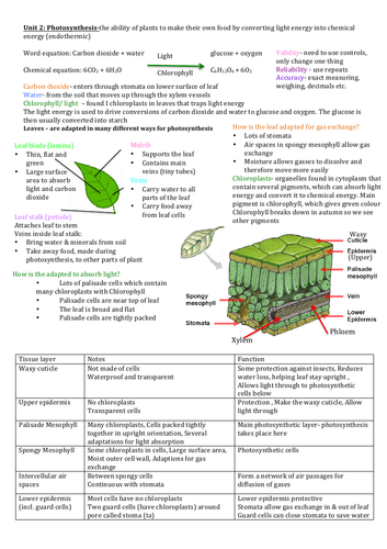 GCSE CCEA Double Award Biology Photosynthesis Revision Notes | Teaching ...