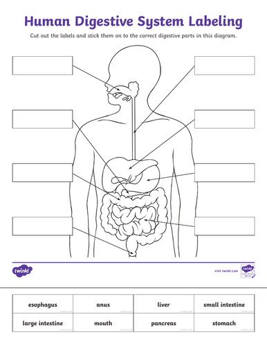 Science - Animals including humans L1 - Body Pump (Upper KS2 - Year 6 ...