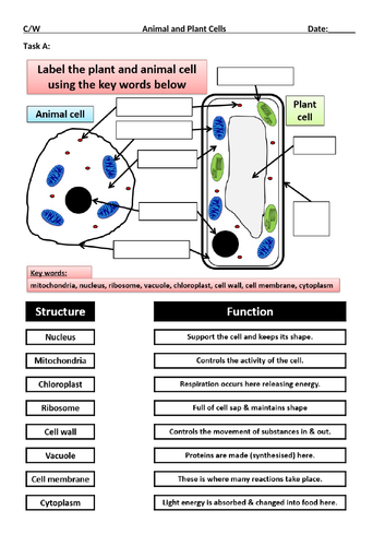 Animal and plant cells GCSE | Teaching Resources