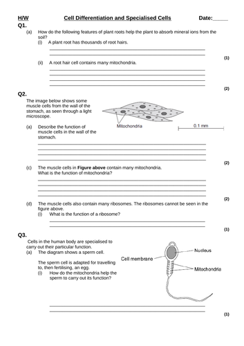 Differentiation and specialisation GCSE HIGHER | Teaching Resources