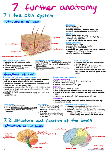 ib-sehs-revision-notes-teaching-resources