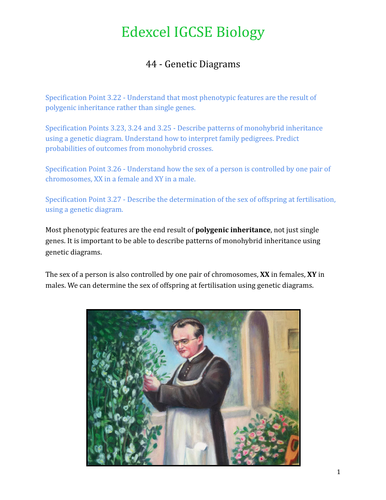Edexcel IGCSE Biology Worksheet 44 - Genetic Diagrams | Teaching Resources
