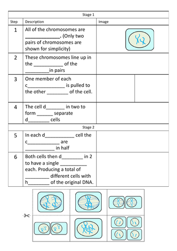 Meiosis OCR GCSE | Teaching Resources