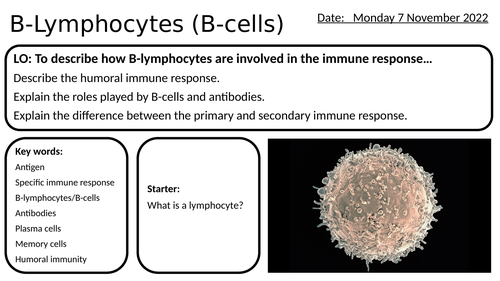 AS/A2-Level AQA Biology B-Lymphocyte B-cell Antibodies Humoral Immunity Immune System Full Lesson