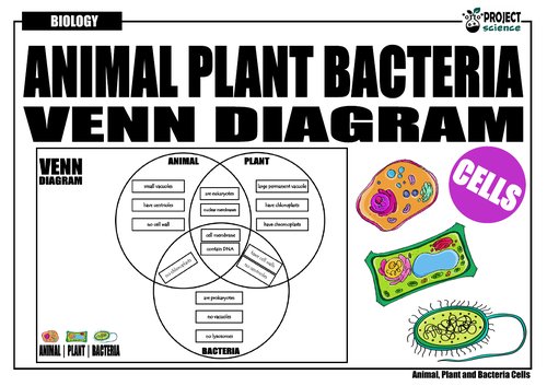 Animal, Plant and Bacteria Cells Venn Diagram | Teaching Resources