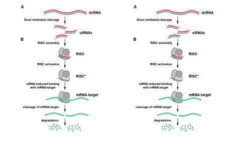 AQA A level Biology – 3.8 The control of gene expression -3 Reg of ...