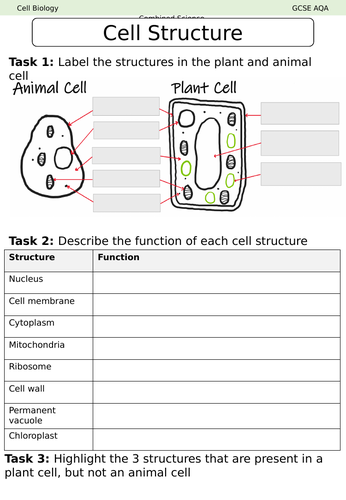 Plant and Animal Cell Worksheet with Answers | Teaching Resources