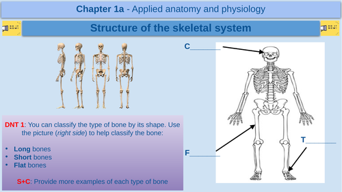 structure-of-the-skeletal-system-gcse-physical-education-aqa