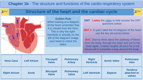 Cardiac Output - GCSE Physical Education - AQA | Teaching Resources