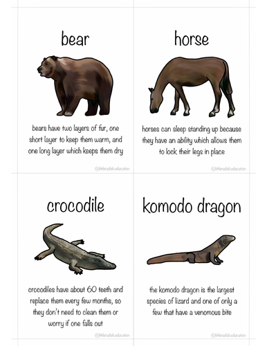 Large Animal Fact Cards | Teaching Resources