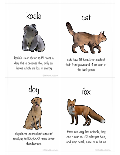 Medium Animal Fact Cards | Teaching Resources