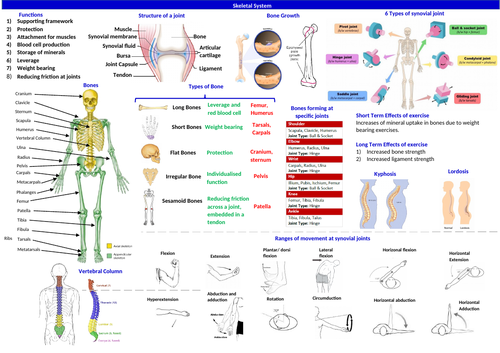 BTEC Physiology Knowledge Organisers | Teaching Resources