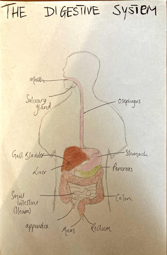 Leaving Cert HL Digestive System | Teaching Resources