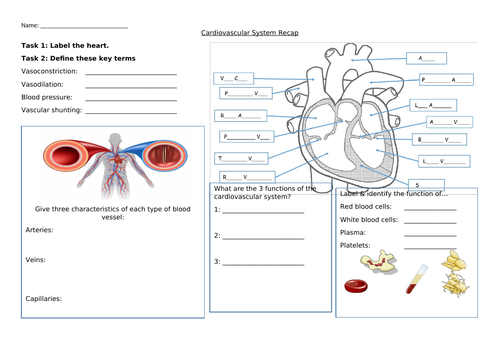 Anatomy and Physiology Worksheets