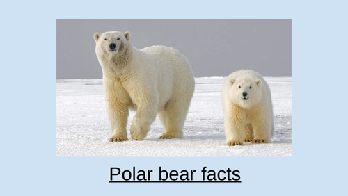 KS1 Polar bears and Penguin information, Planning and Resources ...