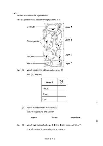 Plant tissues and organs | Teaching Resources