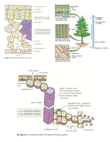 OCR A-level Biology Transport in Plants | Teaching Resources