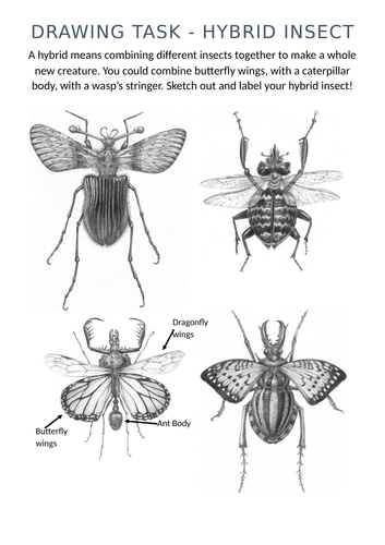 Hybrid Insect Drawing Task | Teaching Resources