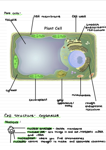 AS\ A level Biology complete unit 1- cell structure and organisation ...