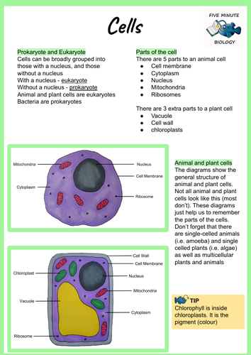 GCSE AQA Biology Triple Higher Topic 1 Cells Revision Sheet Bundle ...