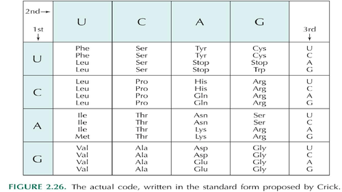 AQA A-level biology: 20.1 Gene mutation | Teaching Resources