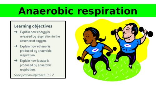 AQA A-level Biology: 12.4 Anaerobic respiration | Teaching Resources